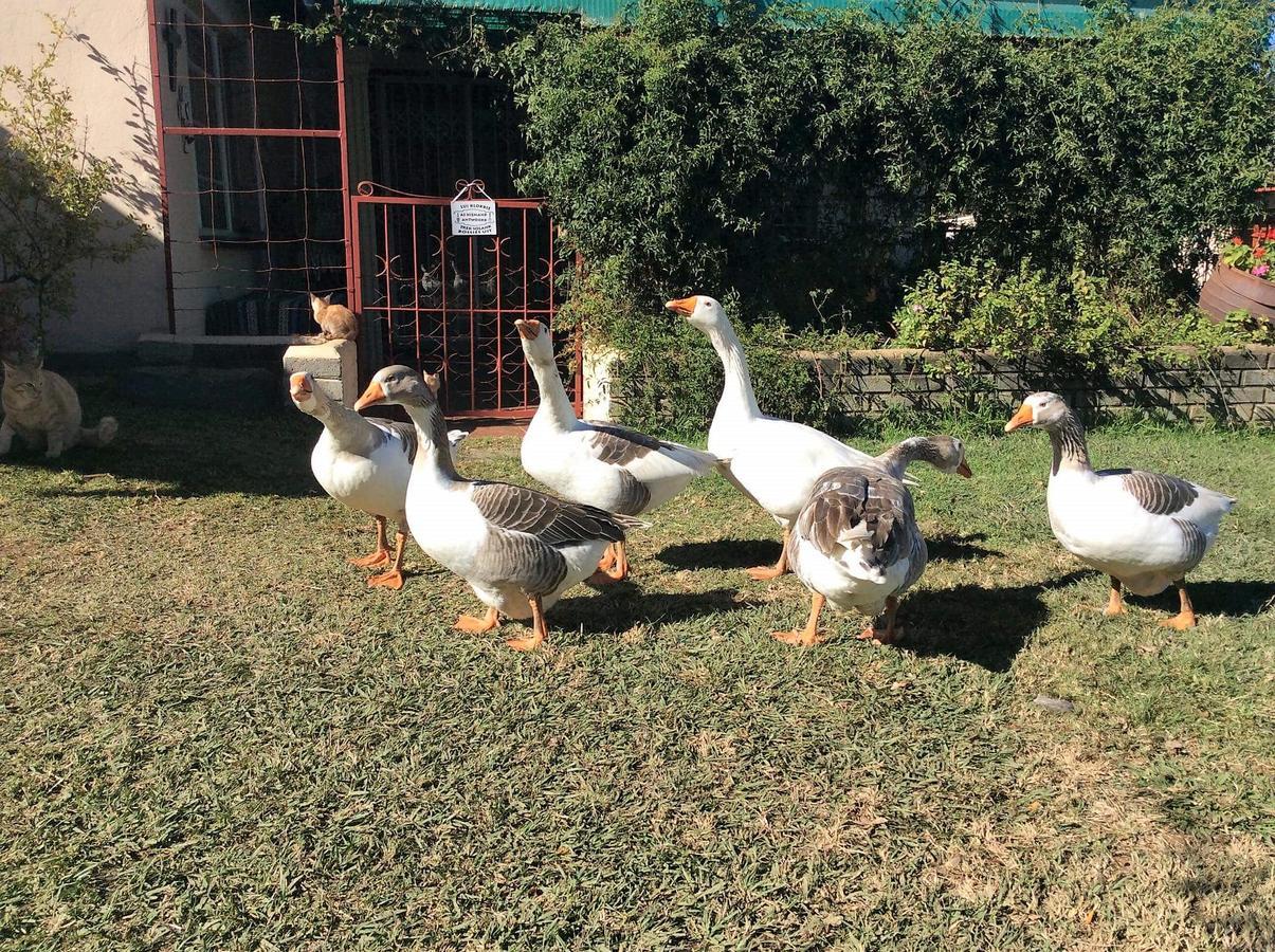 Petra'S Country Guesthouse Vryheid Eksteriør billede